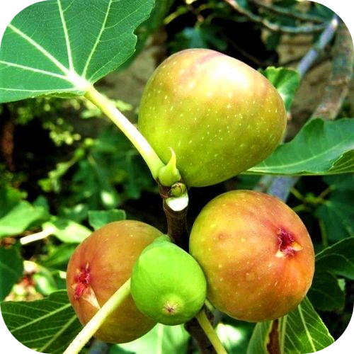 Инжир "Арабули" Инжир "Арабули"
