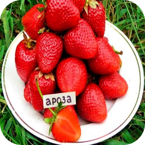 Клубника "Ароса" Клубника "Ароса"