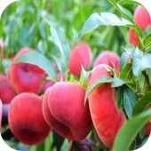 Персик Инжирный "Маршмеллоу" Персик Инжирный "Маршмеллоу"